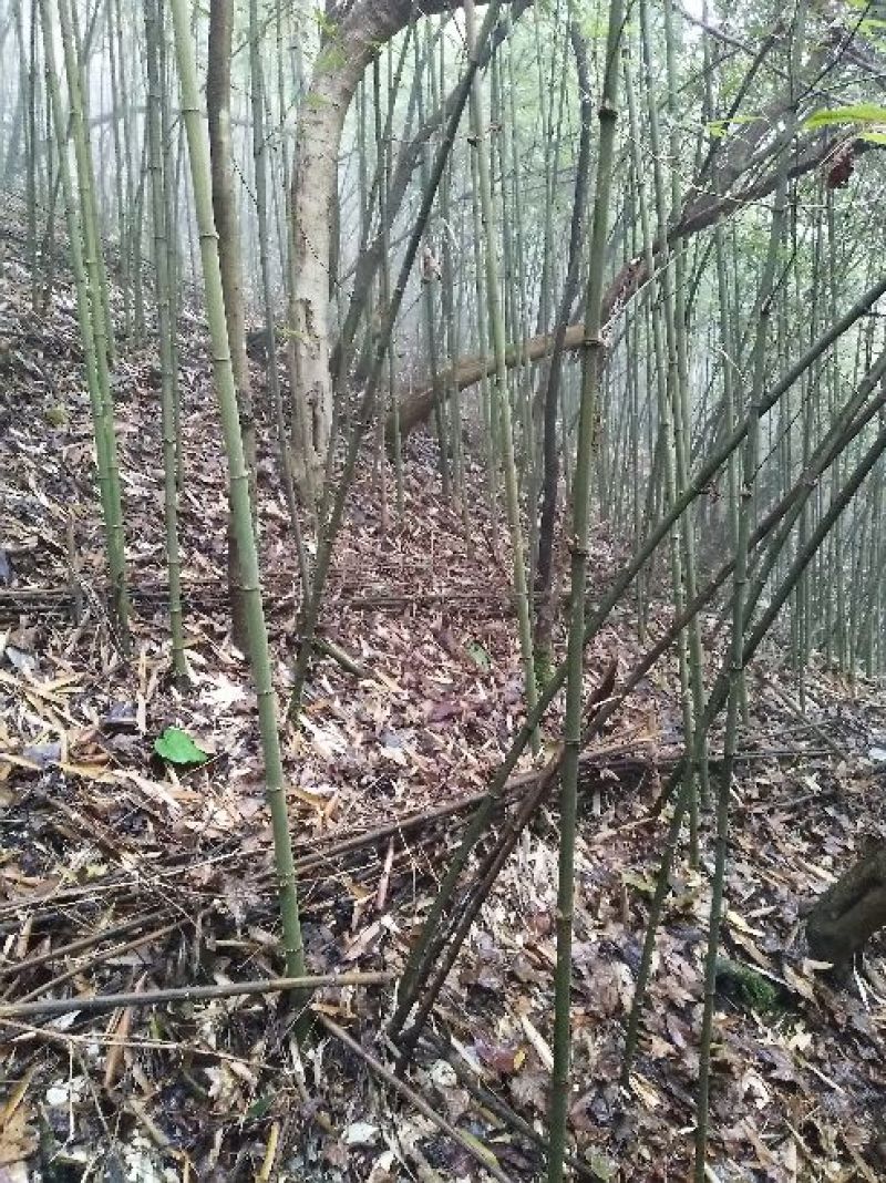 方竹1~2m