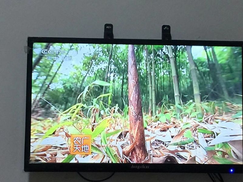 方竹1~2m