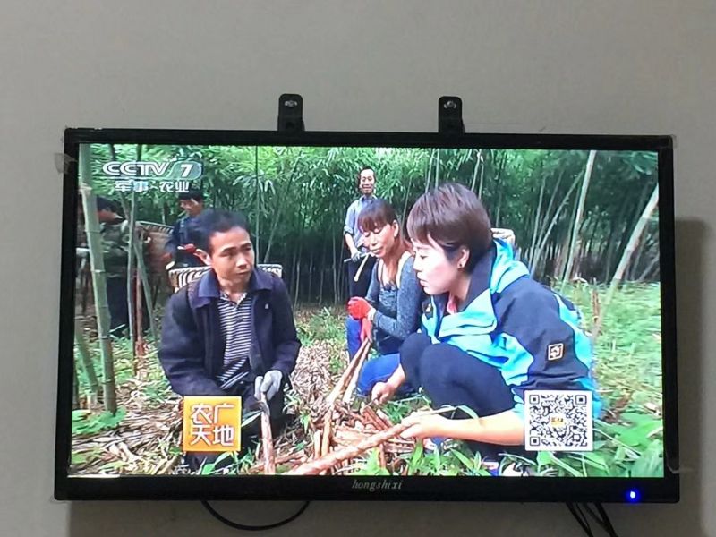 方竹1~2m