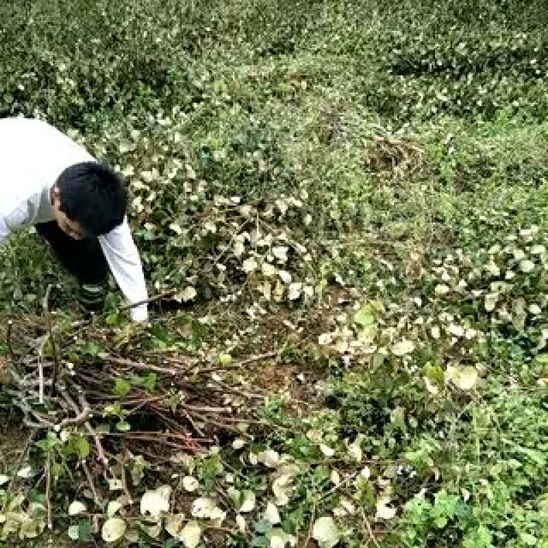 密丝枣苗台湾大青枣苗、密丝枣苗