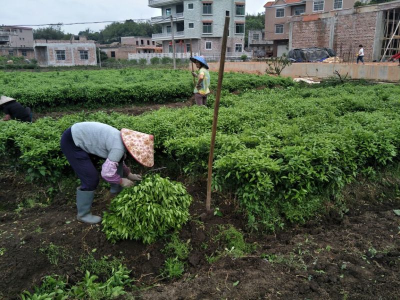 沃柑苗沃柑苗(枳壳、酸桔、香橙、柠檬、红桔砧木