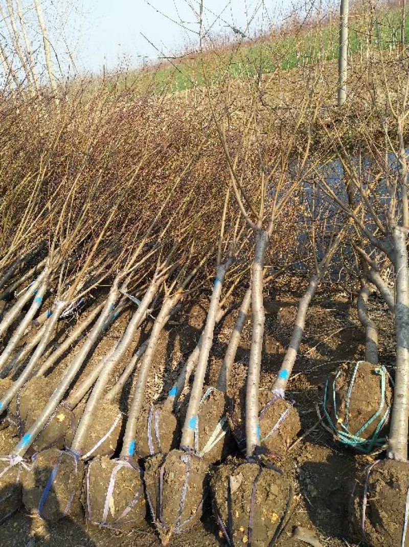 紫叶碧桃6~8cm2.5~3米