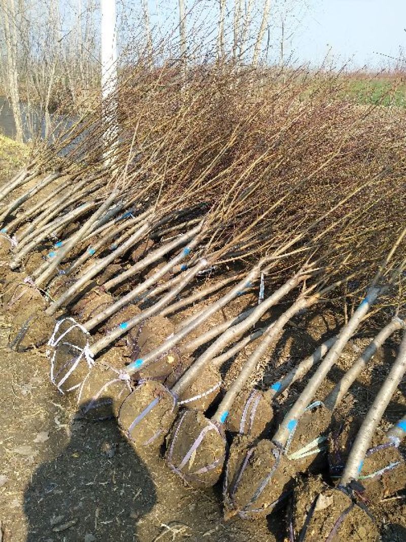 紫叶碧桃6~8cm2.5~3米