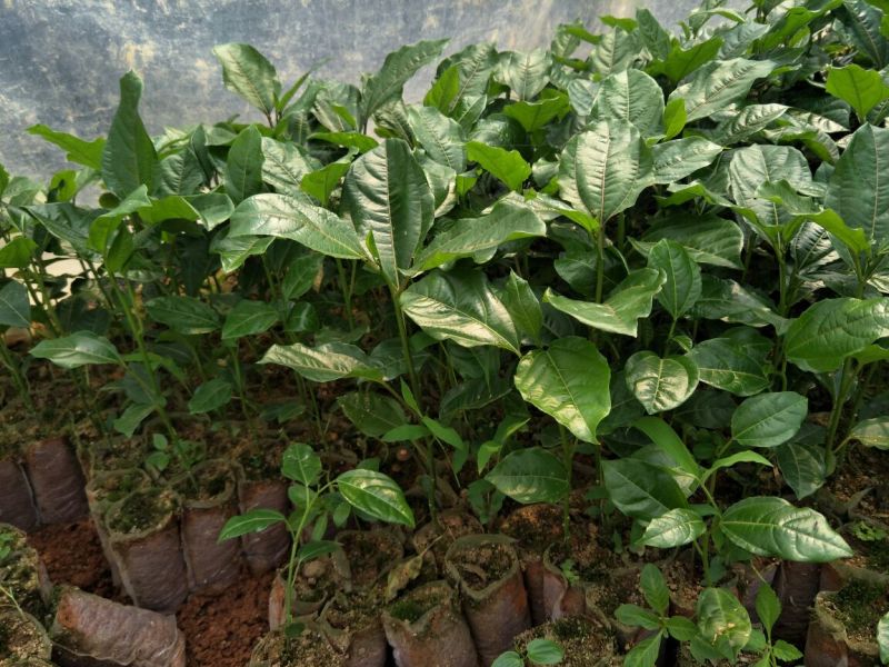 黄金百香果苗芭乐味、荔枝味百香果苗