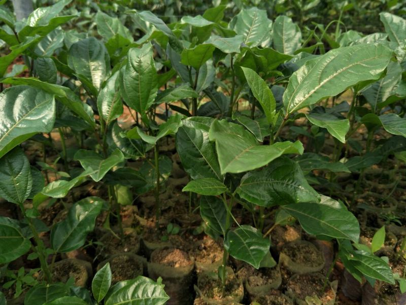 黄金百香果苗芭乐味、荔枝味百香果苗