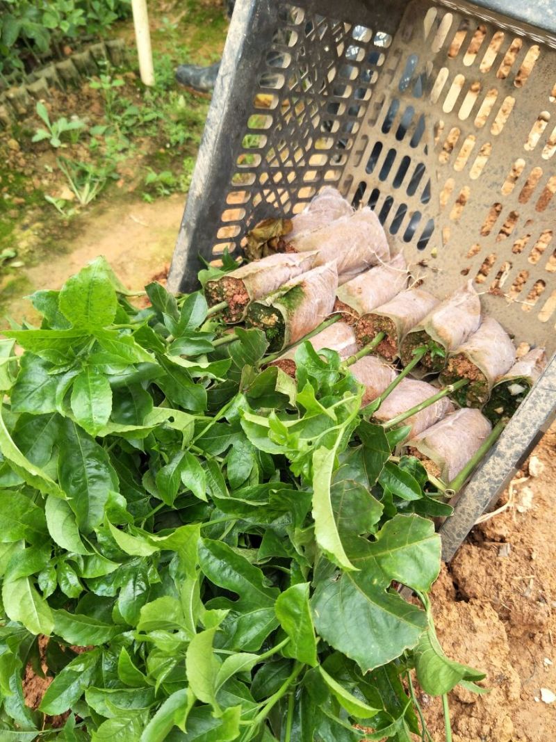 黄金百香果苗芭乐味、荔枝味百香果苗