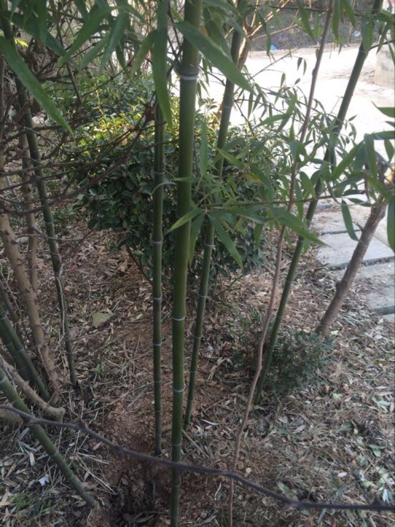 竹子2~3m