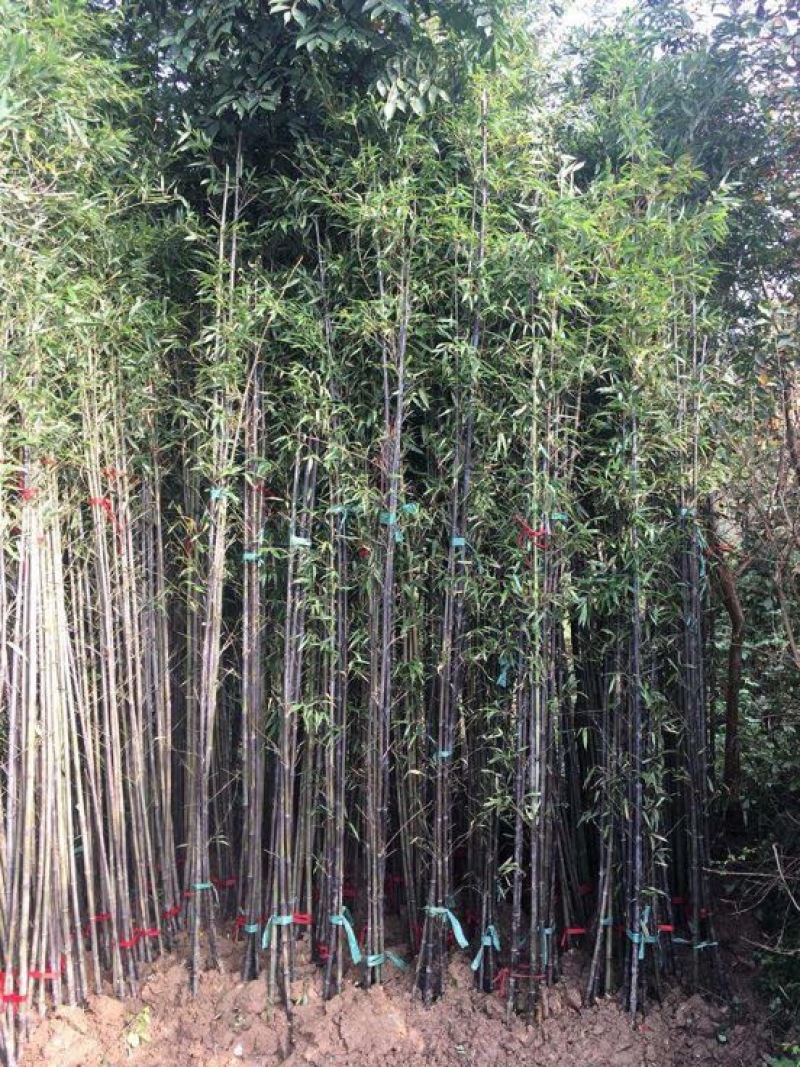 竹子2~3m