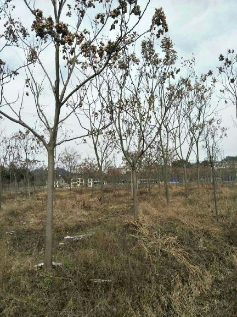 黄山栾树14~16cm12~14cm4米以上