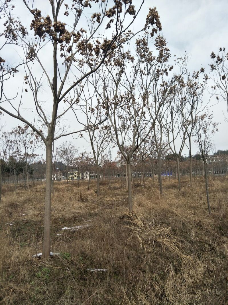 黄山栾树14~16cm12~14cm4米以上