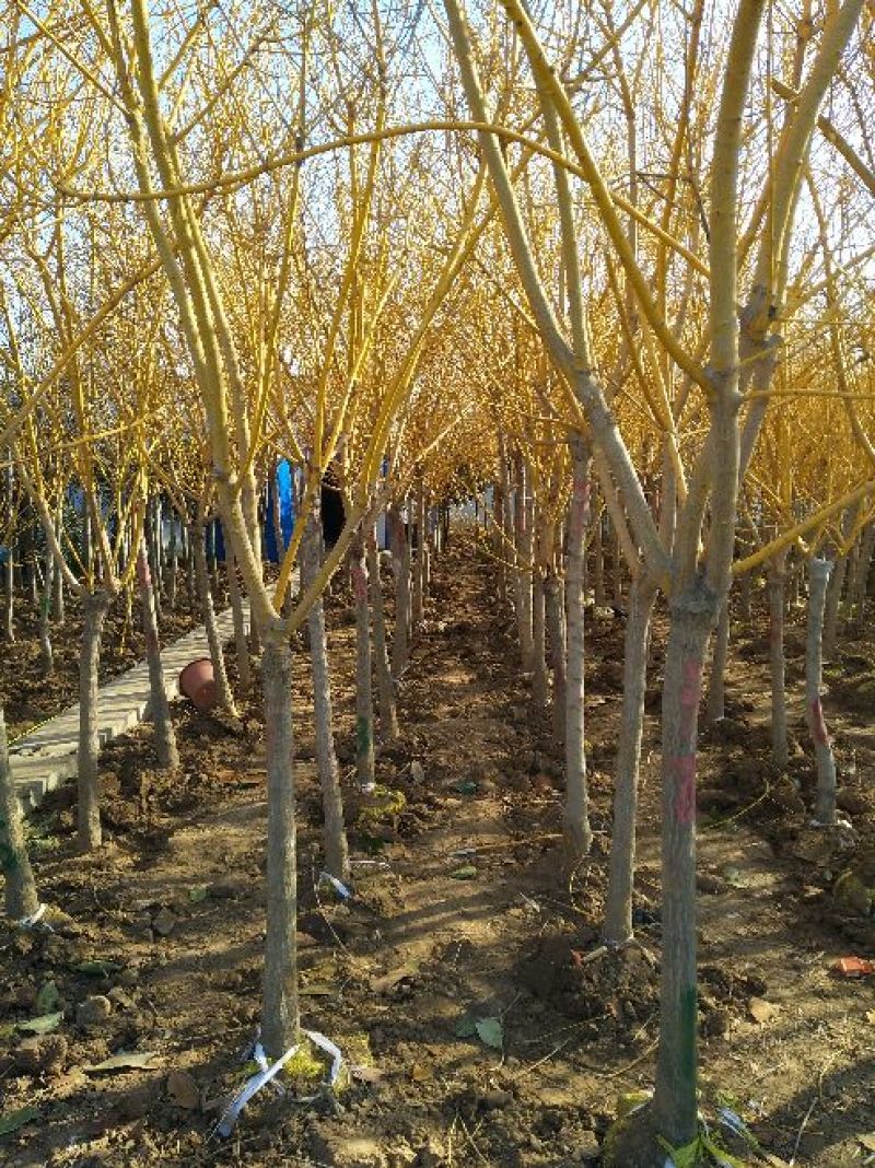 黄槐4m以上6~8cm