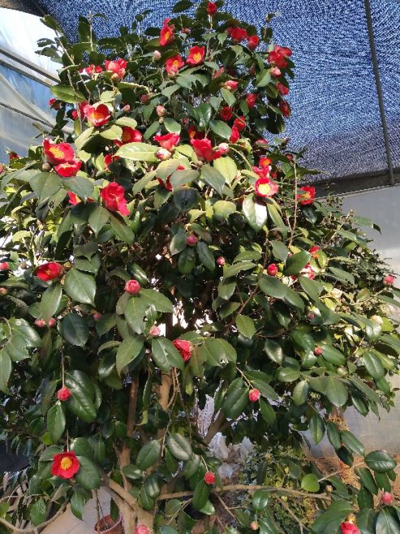 金花茶树苗1~1.5m