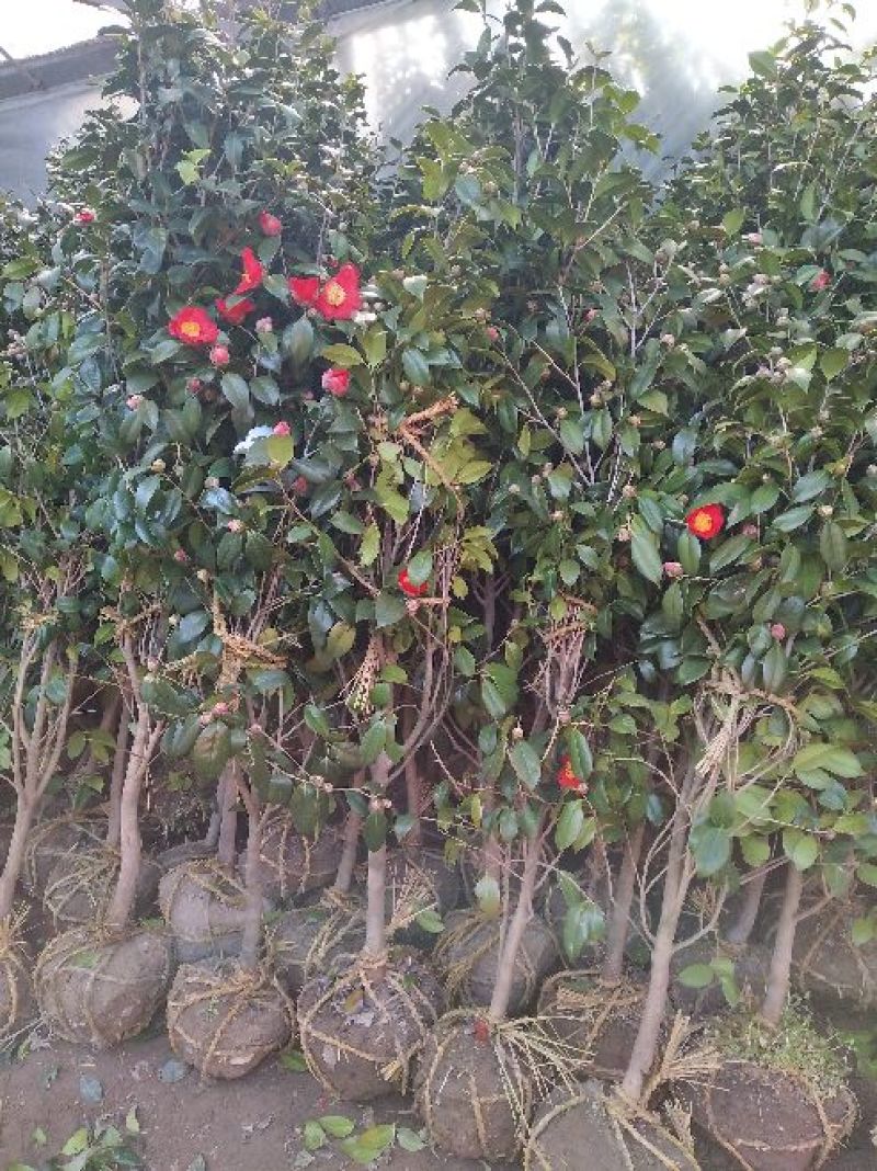 金花茶树苗1~1.5m