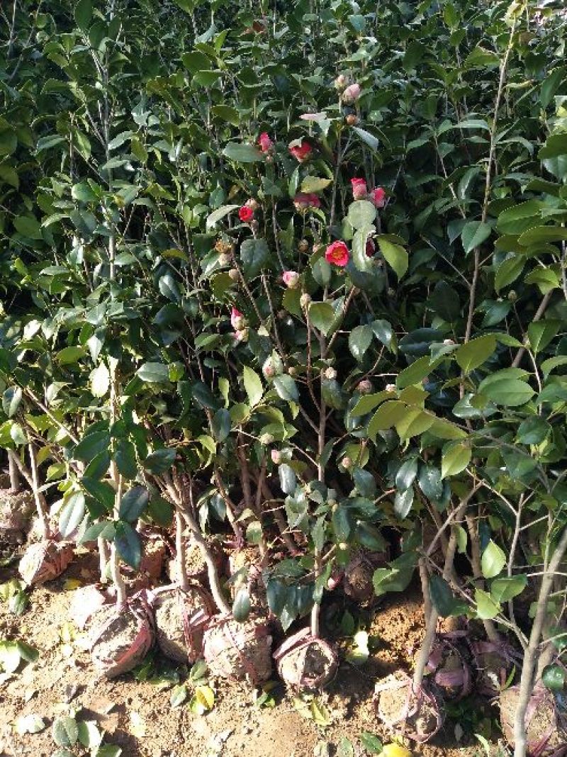 金花茶树苗1~1.5m