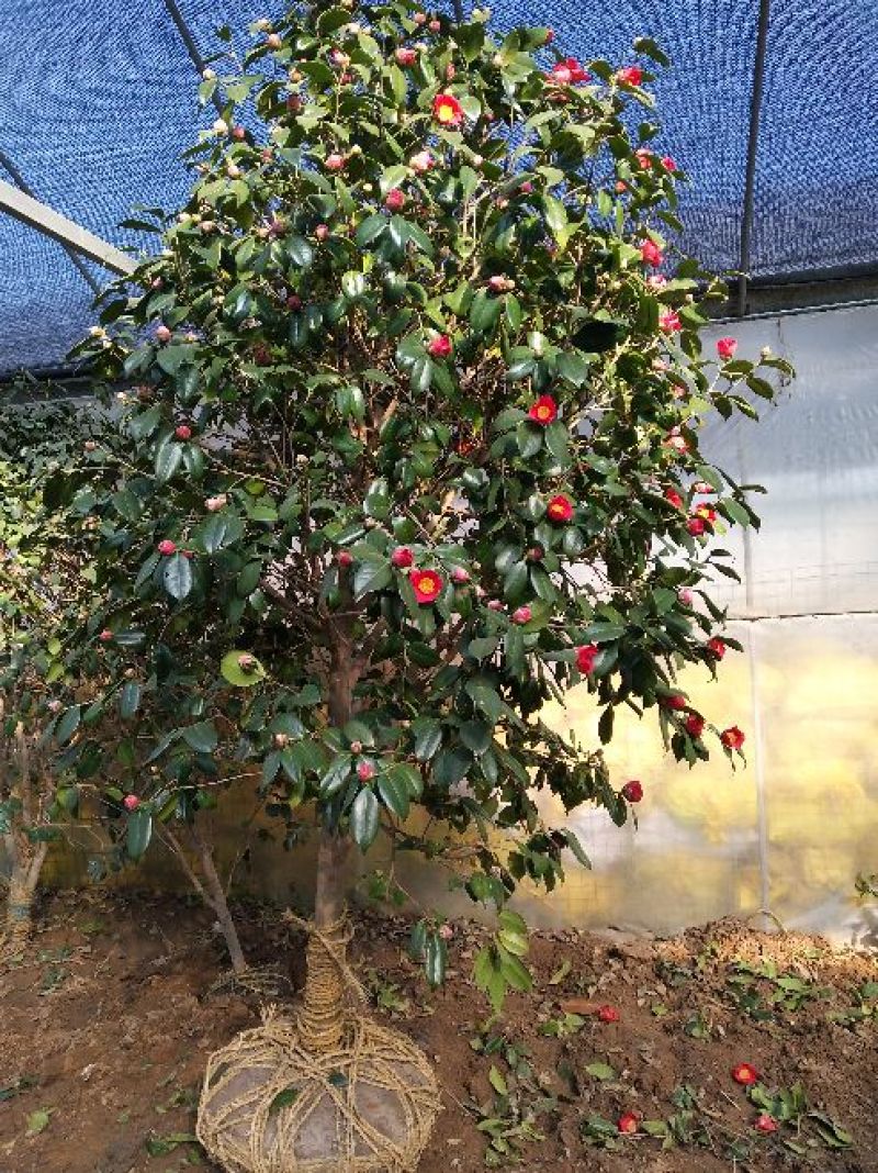金花茶树苗1~1.5m