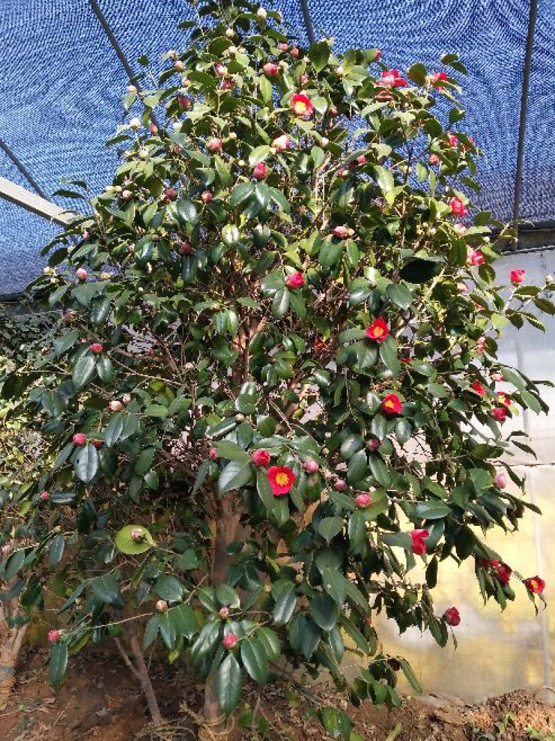 金花茶树苗1~1.5m