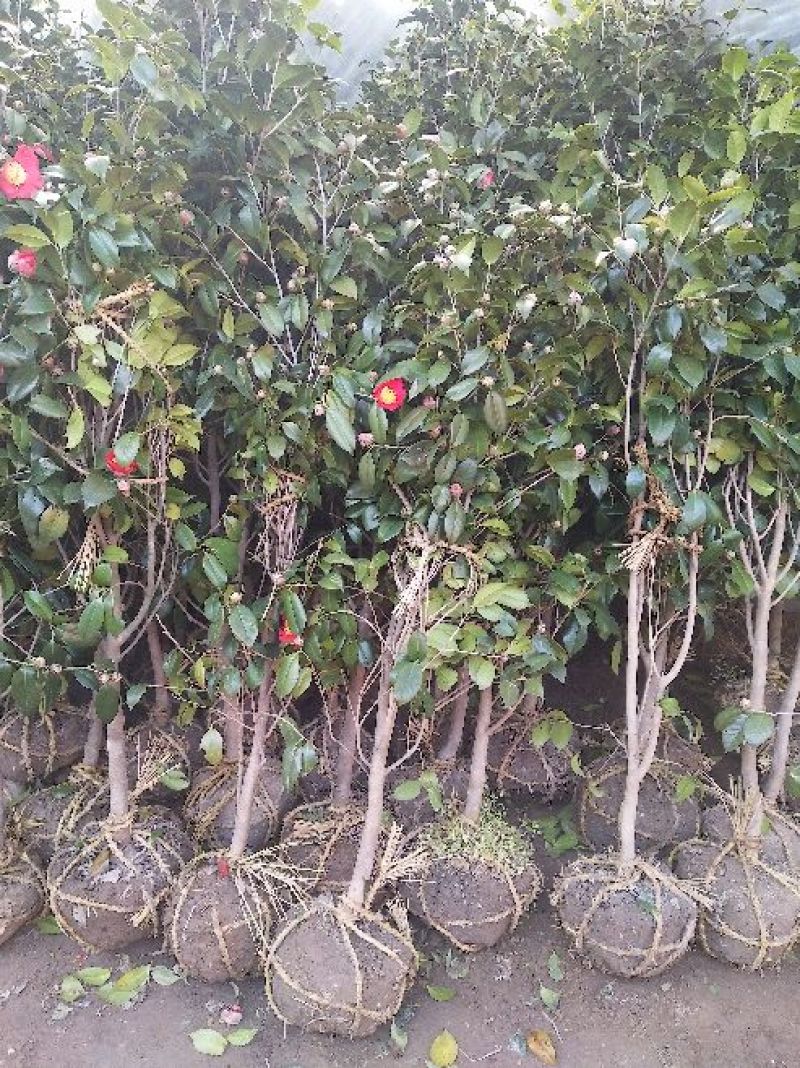 金花茶树苗1~1.5m