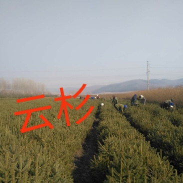 杉木小苗30cm