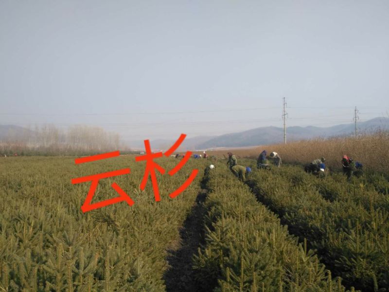 杉木小苗30cm