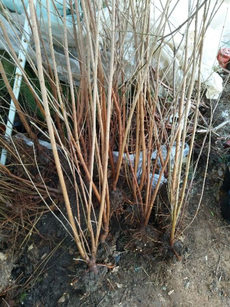 腊梅2~4cm4cm以下1.5~2米
