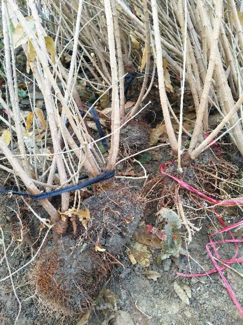 腊梅2~4cm4cm以下1.5~2米