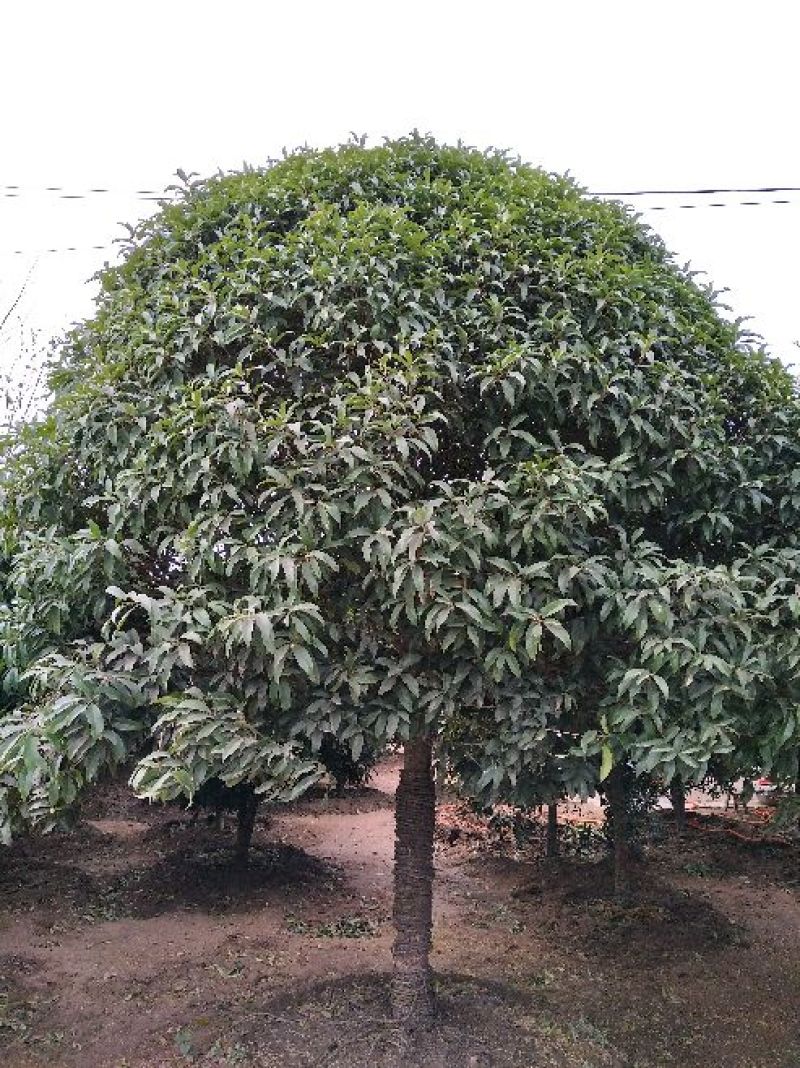 桂花树3米以上10~12cm3.5~4米