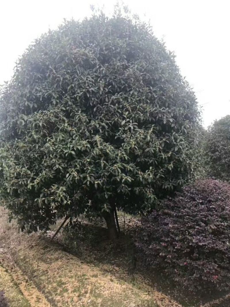 桂花树3米以上10~12cm3.5~4米