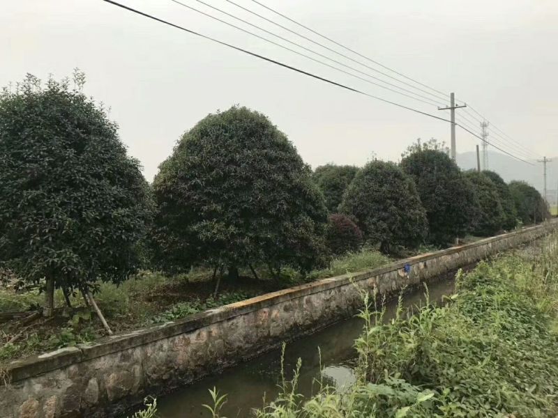 桂花树3米以上10~12cm3.5~4米