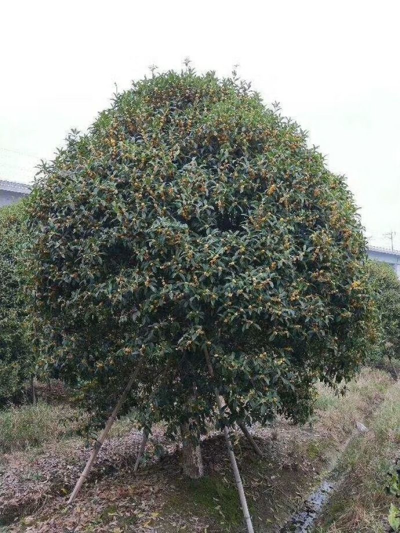 桂花树3米以上10~12cm3.5~4米