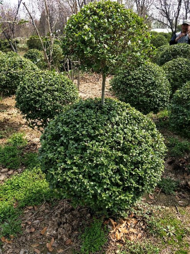 小叶女贞4cm以下
