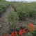 青海云杉苗40~50cm