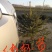 青海云杉苗40~50cm