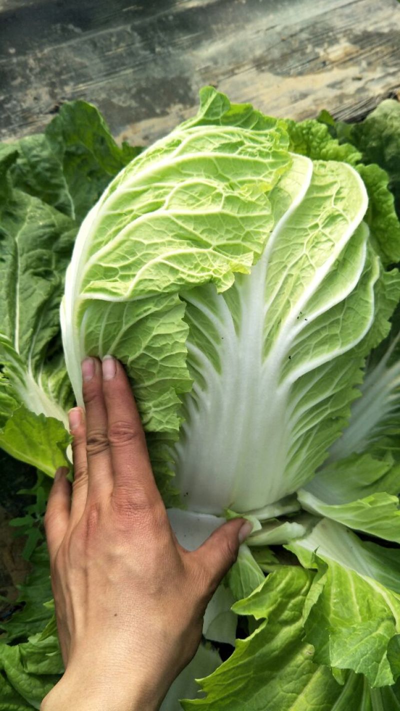 白菜~黄心白菜~纯净菜，全年供应~聊城产地~大量上市