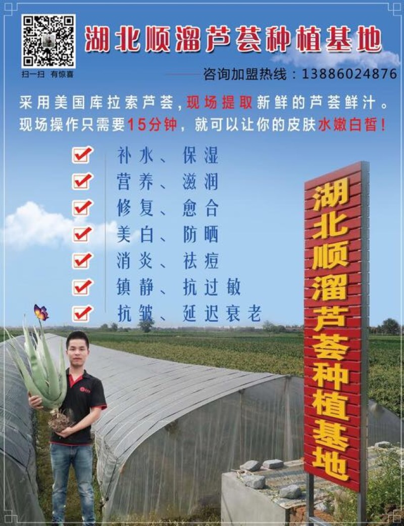 芦荟柱形20cm以上批发零售芦荟叶片芦荟基地发货