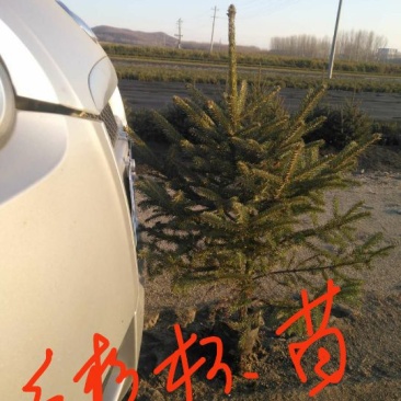 青海云杉苗70~80cm
