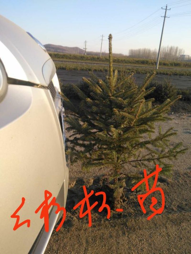 青海云杉苗70~80cm