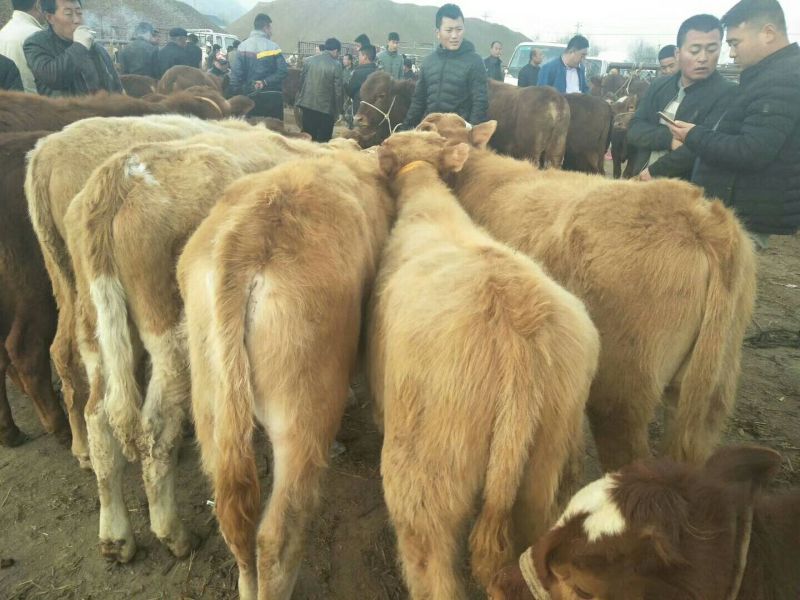 成年肉牛200~300斤