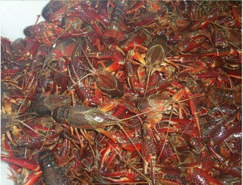 小龙虾食用5-7钱（25-35克）活虾小龙虾主养