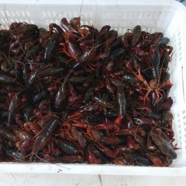 小龙虾食用5-7钱（25-35克）活虾小龙虾主养