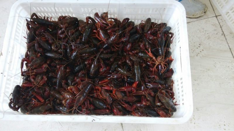 小龙虾食用5-7钱（25-35克）活虾小龙虾主养