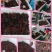 小龙虾食用5-7钱（25-35克）活虾小龙虾主养