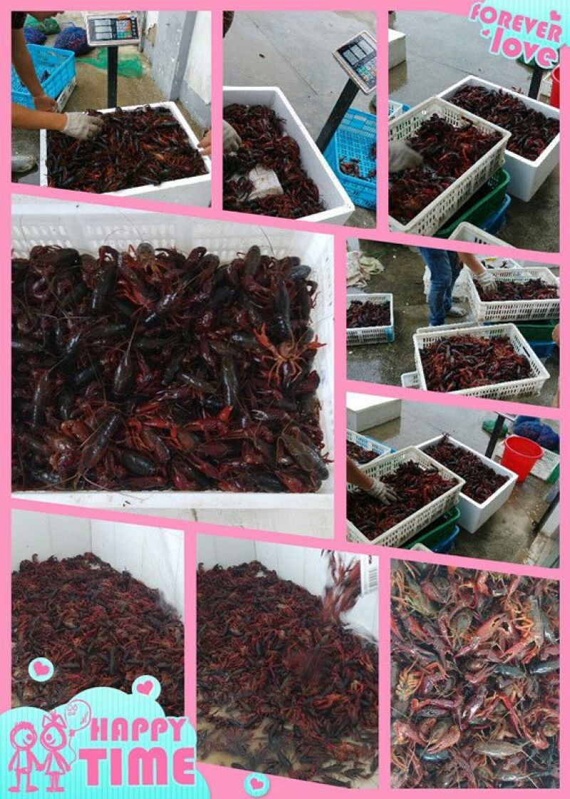 小龙虾食用5-7钱（25-35克）活虾小龙虾主养