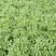 多肉植物不含盆