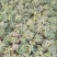 多肉植物不含盆