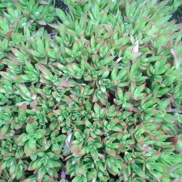 多肉植物不含盆