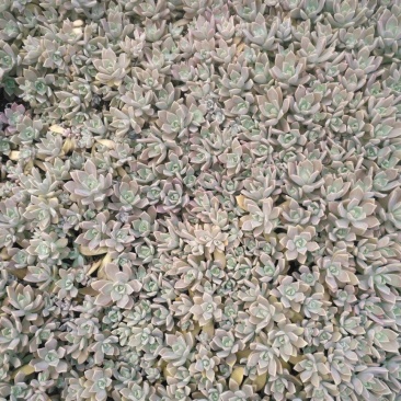 多肉植物不含盆