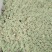 多肉植物不含盆