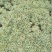 多肉植物不含盆