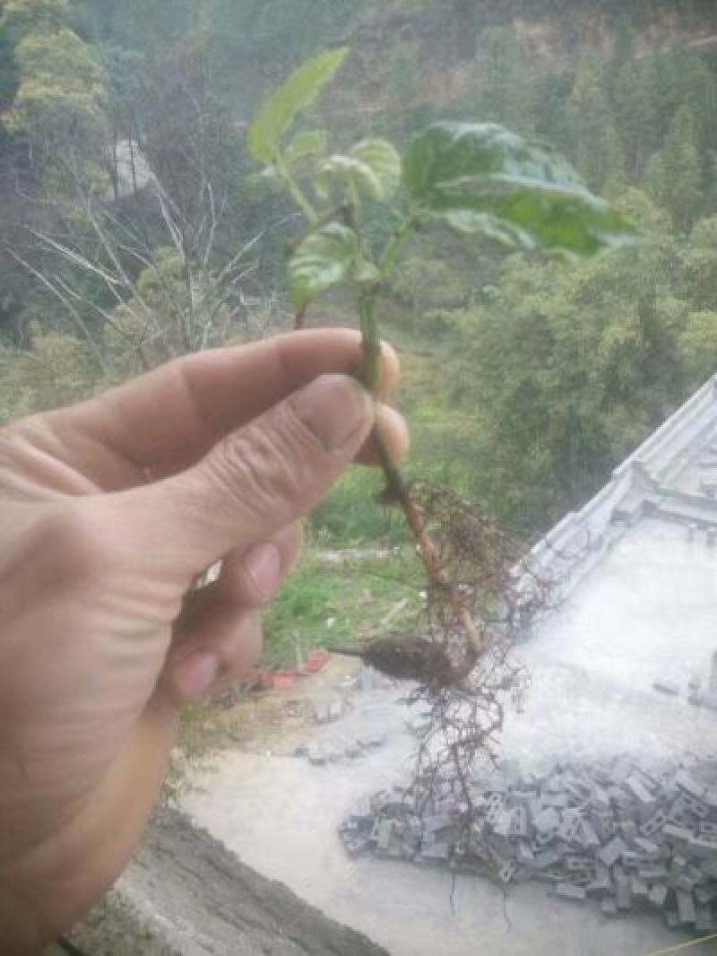 三叶青三叶青苗