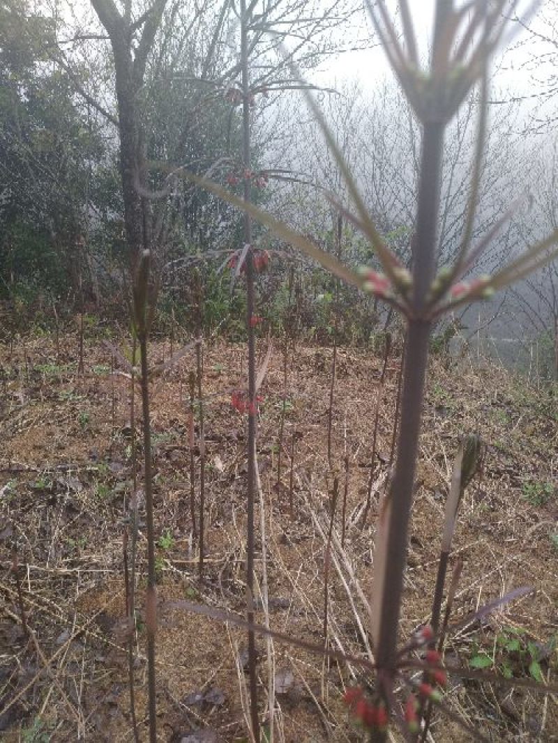甜黄精姜型黄精甜统个
